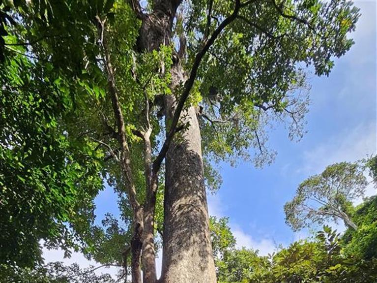 Con Dao Tour – Heritage Tree