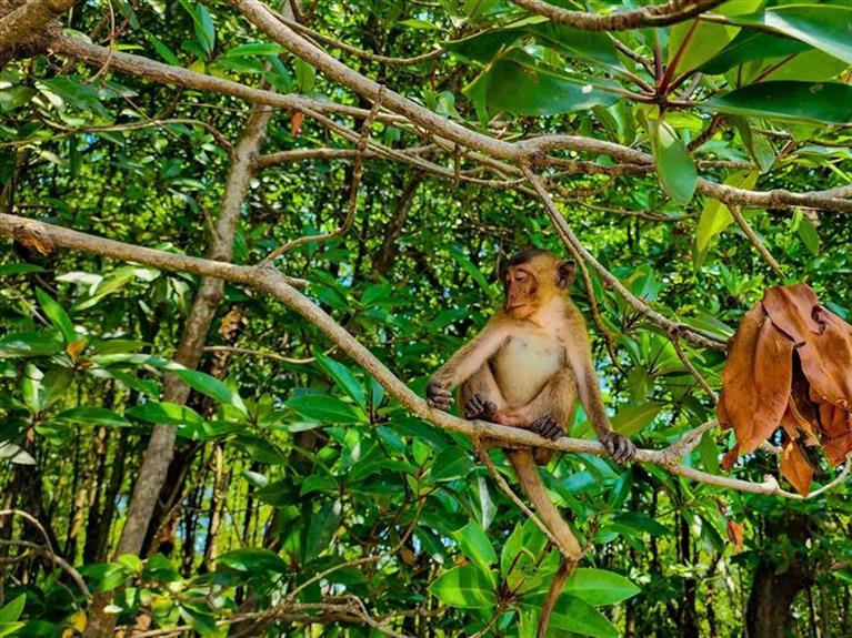EXPLORE THE MANGROVE APPLE FOREST & KHMER CULTURE 