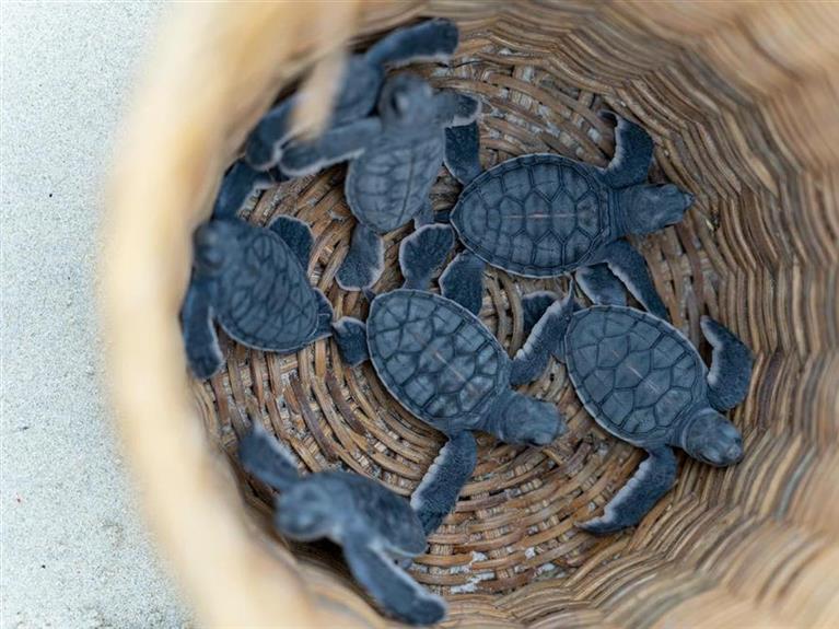Group tour – TURTLE RELEASE EXPERIENCE