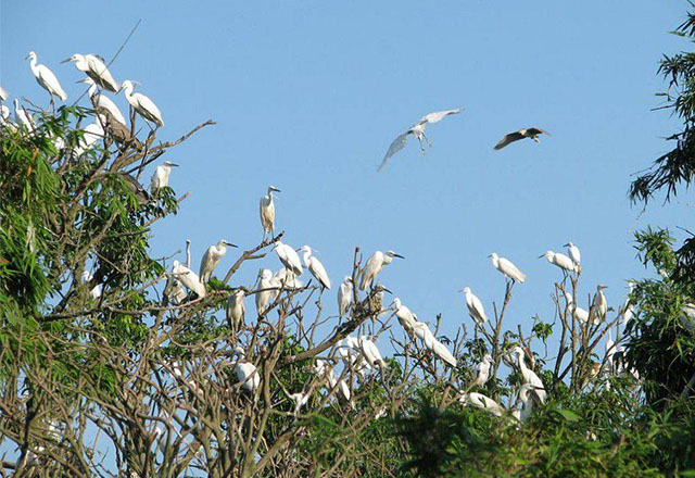 Vào mùa sinh sản, từng đàn chim kéo nhau về làm tổ 